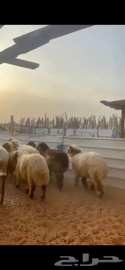 ذبايح نعيم يوجد في الموقع يوجد صلاخ يوجد توصيل 4