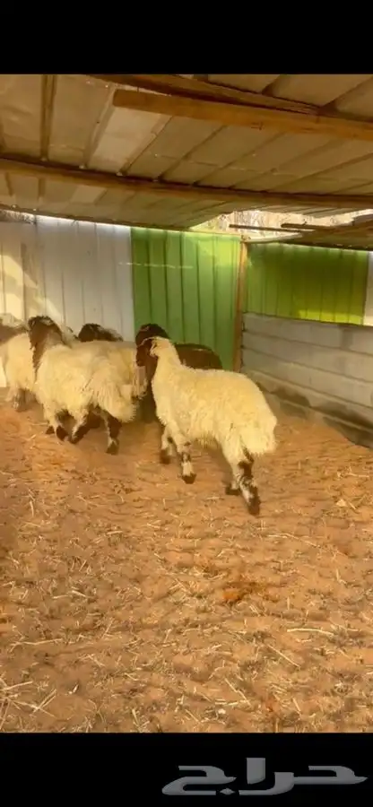 ذبايح نعيم يوجد في الموقع يوجد صلاخ يوجد توصيل 0