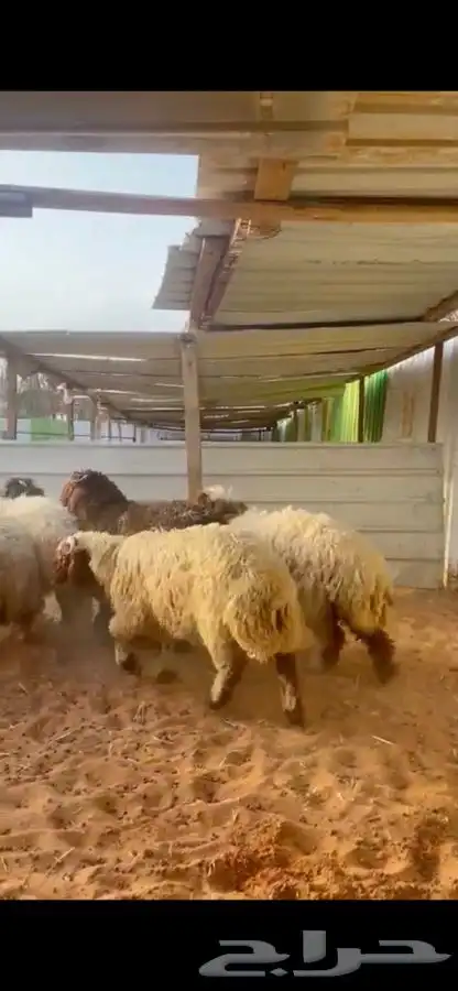 ذبايح نعيم يوجد في الموقع يوجد صلاخ يوجد توصيل 5