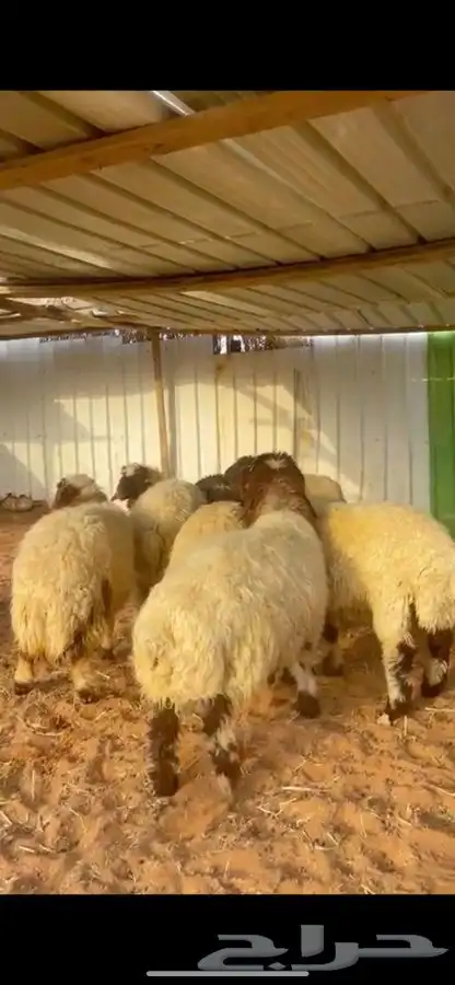 ذبايح نعيم يوجد في الموقع يوجد صلاخ يوجد توصيل 2