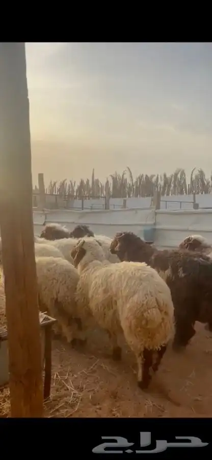 ذبايح نعيم يوجد في الموقع يوجد صلاخ يوجد توصيل 6