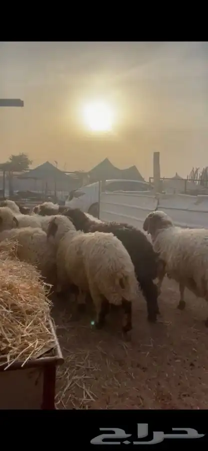 ذبايح نعيم يوجد في الموقع يوجد صلاخ يوجد توصيل 7