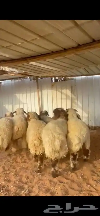 ذبايح نعيم يوجد في الموقع يوجد صلاخ يوجد توصيل 3