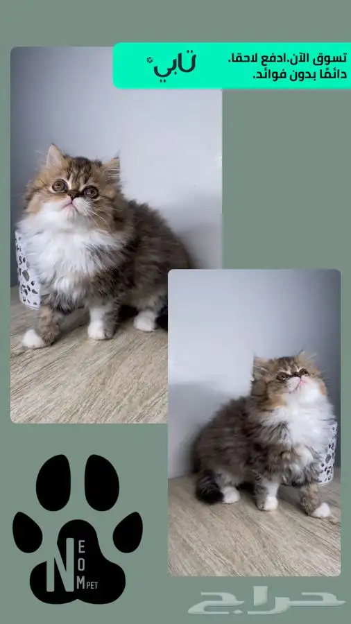 قطط صغيره قطط شهرين كيتن هملايا شيرازي هملايا قطه بسه قطوه 6