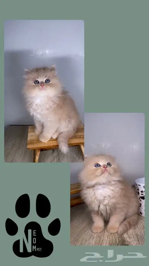 قطط صغيره قطط شهرين كيتن هملايا شيرازي هملايا قطه بسه قطوه 4