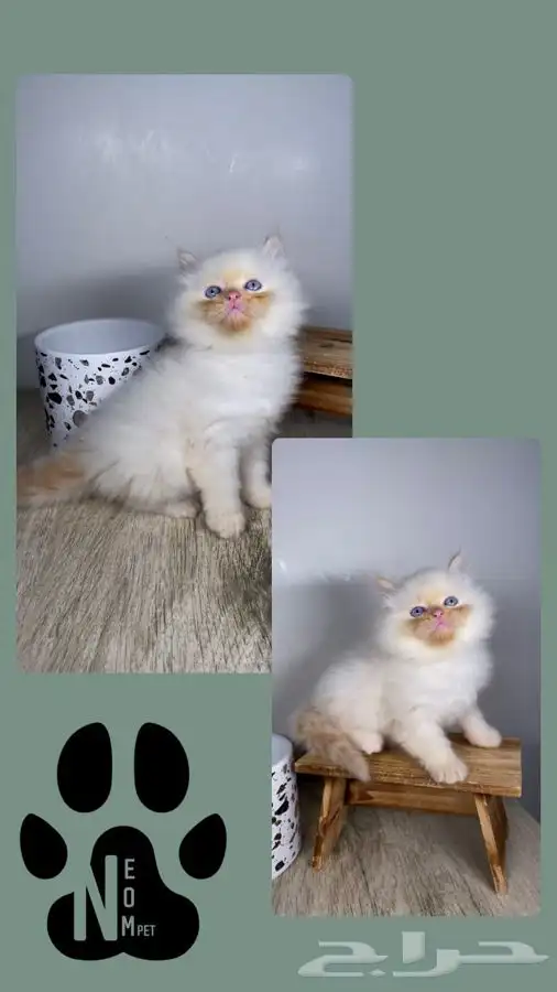 قطط صغيره قطط شهرين كيتن هملايا شيرازي هملايا قطه بسه قطوه 2
