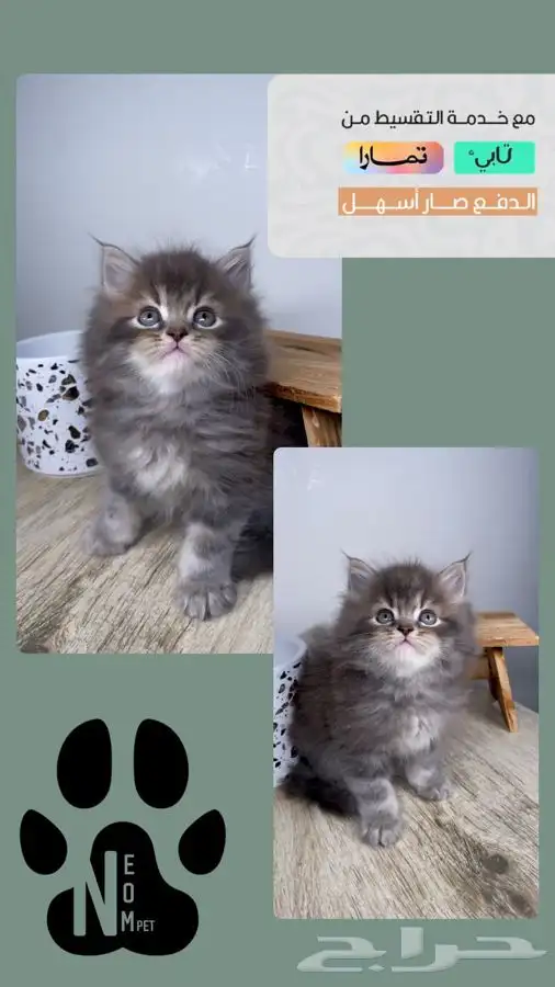 قطط صغيره قطط شهرين كيتن هملايا شيرازي هملايا قطه بسه قطوه 1