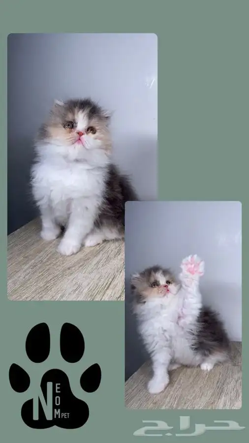 قطط صغيره قطط شهرين كيتن هملايا شيرازي هملايا قطه بسه قطوه 5