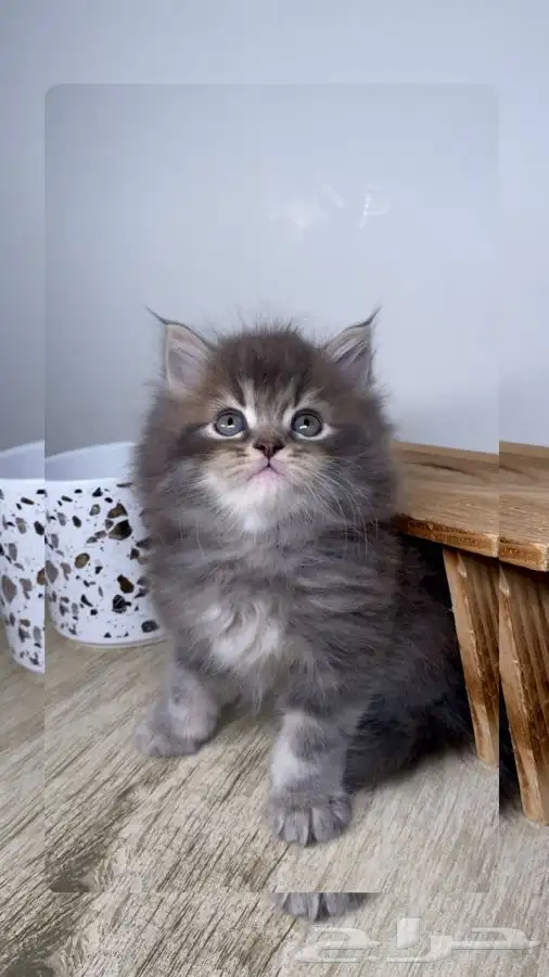قطط صغيره قطط شهرين كيتن هملايا شيرازي هملايا قطه بسه قطوه 0