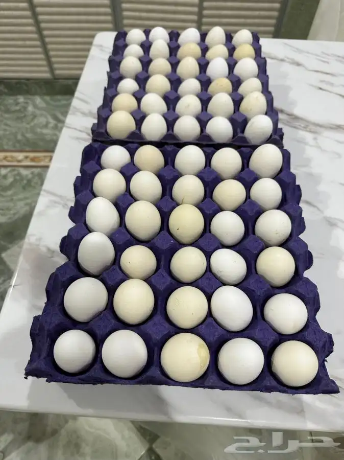 بيض دجاج بلدي مشكل مخصب (( القريات )) 1