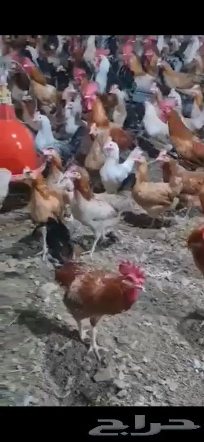 دجاج وديوك بلدي بياض فواتح 1