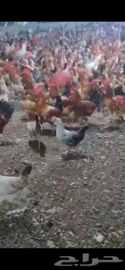 دجاج وديوك بلدي بياض فواتح 7