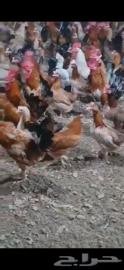 دجاج وديوك بلدي بياض فواتح 2