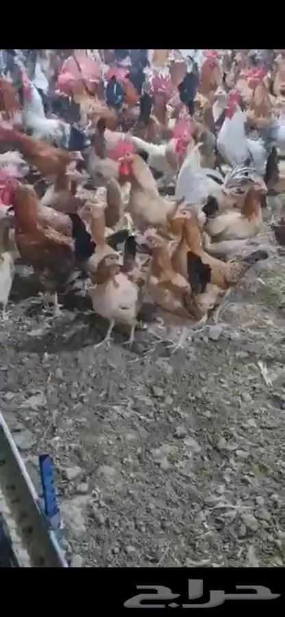 دجاج وديوك بلدي بياض فواتح 8