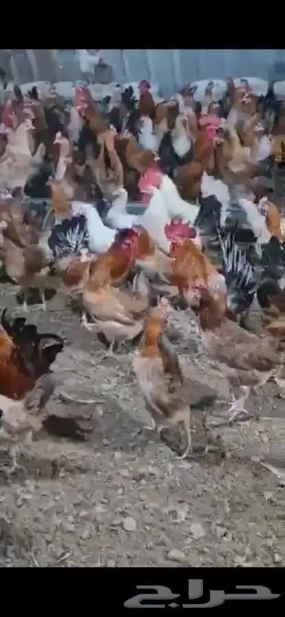 دجاج وديوك بلدي بياض فواتح 0