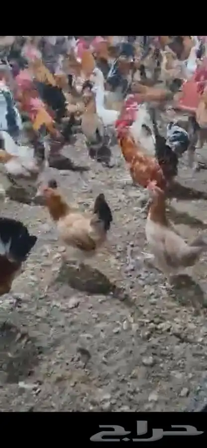 دجاج وديوك بلدي بياض فواتح 4