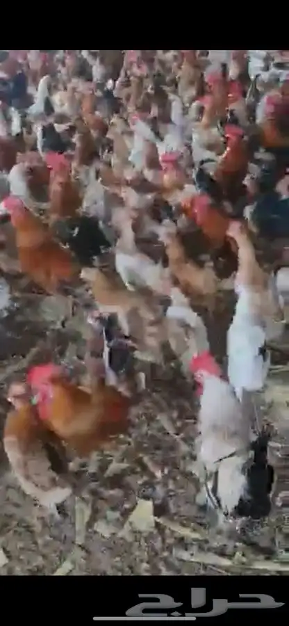 دجاج وديوك بلدي بياض فواتح 15