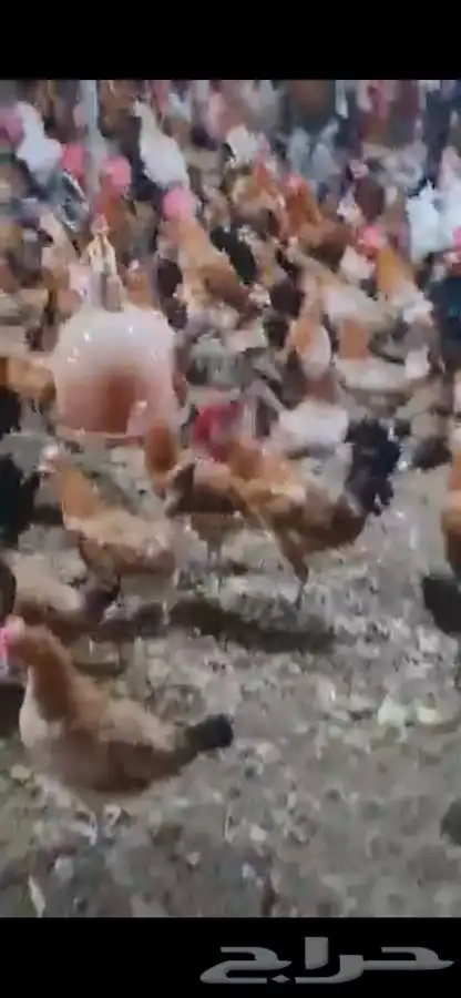 دجاج وديوك بلدي بياض فواتح 10