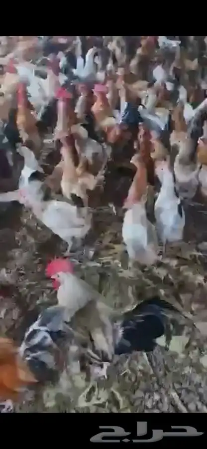 دجاج وديوك بلدي بياض فواتح 14