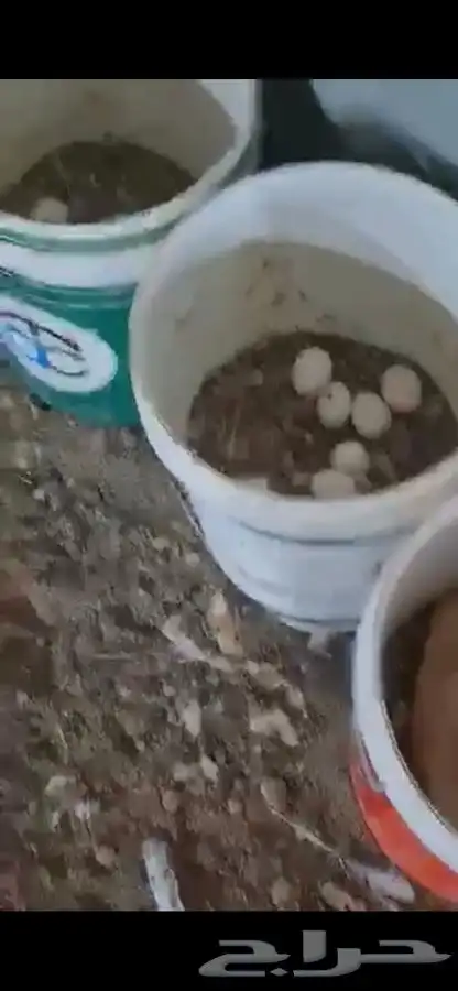 دجاج وديوك بلدي بياض فواتح 11