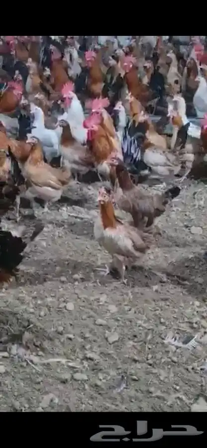 دجاج وديوك بلدي بياض فواتح 3