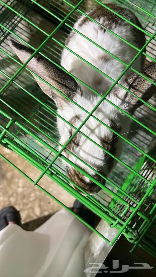 للبيع ارنب 33