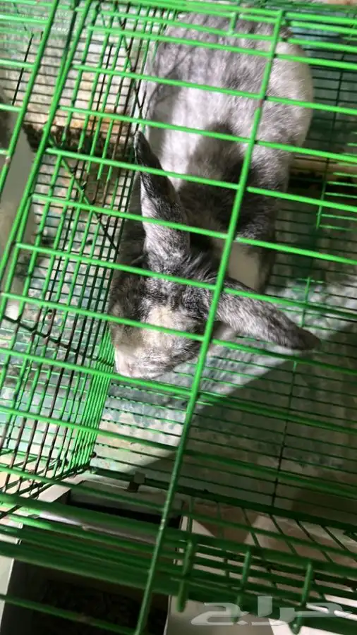 للبيع ارنب 35