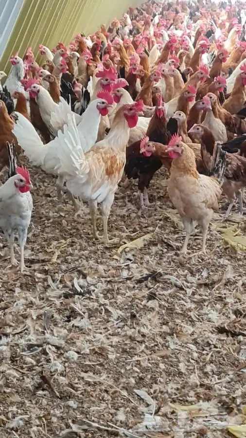 دجاج وديوك بلدي بياض فواتح 16