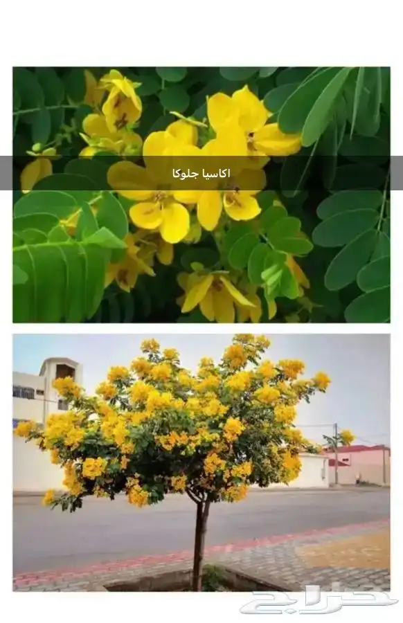 بذور شجره اكا سيا جلوكا 1