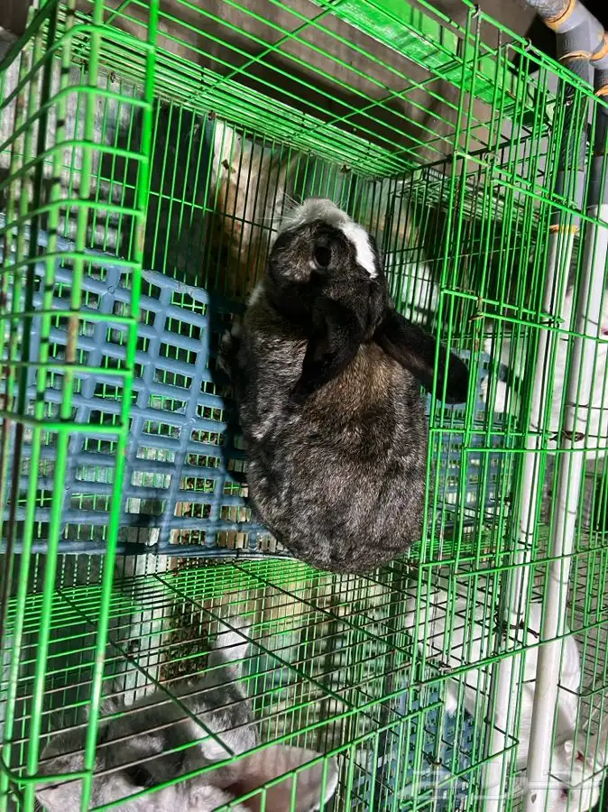 للبيع ارنب 15