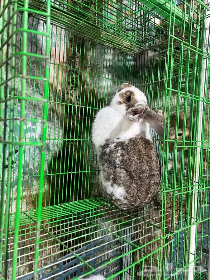 للبيع ارنب 12