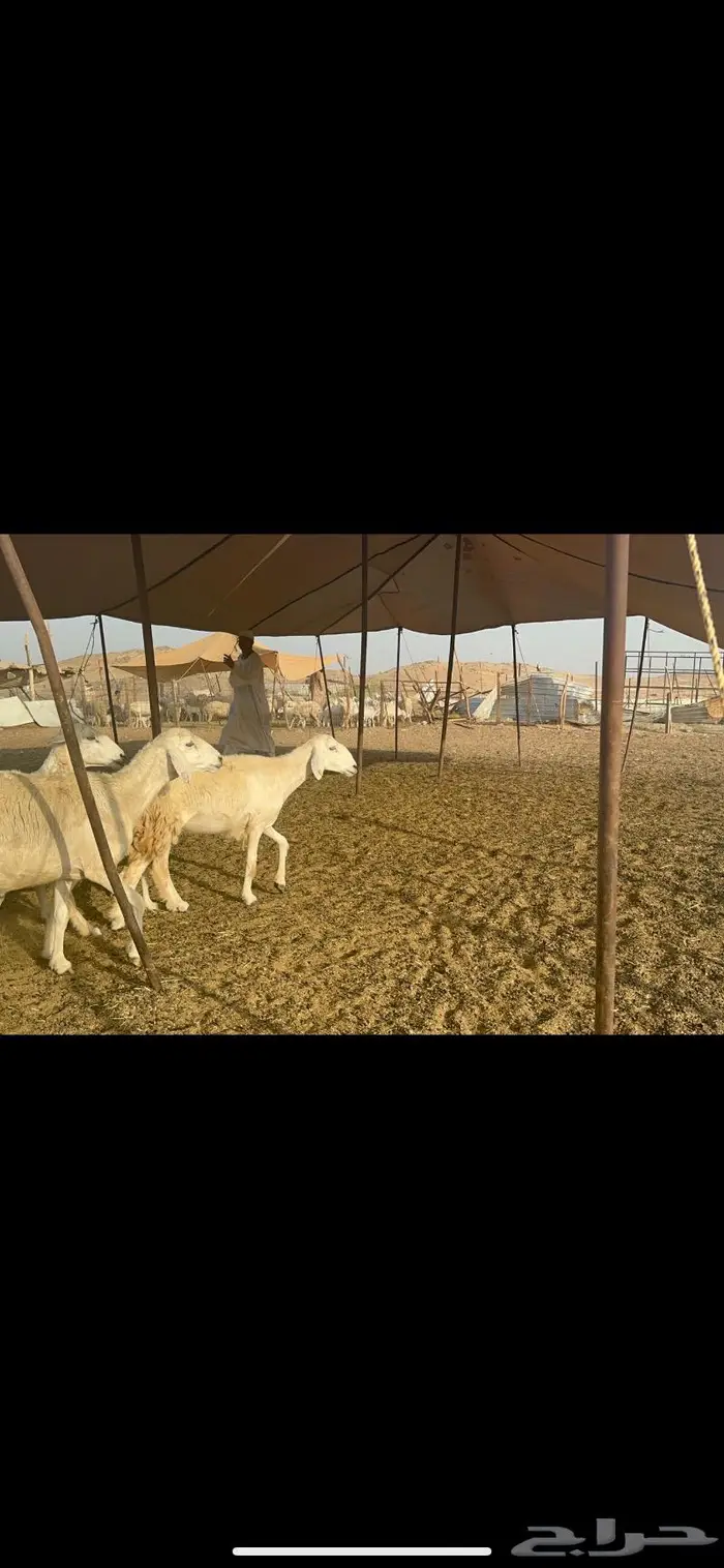 غنم حرش دفيع عددها 55 0