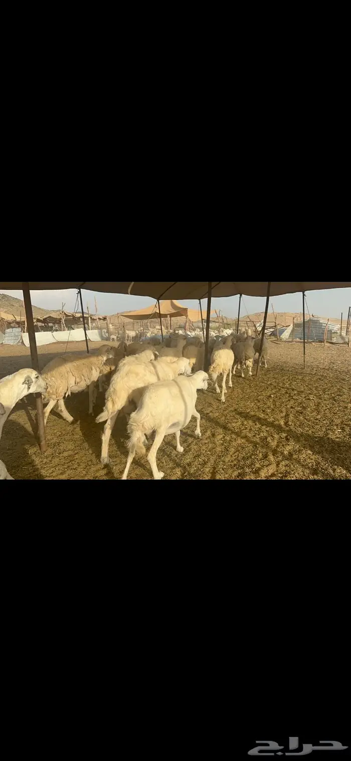 غنم حرش دفيع عددها 55 1