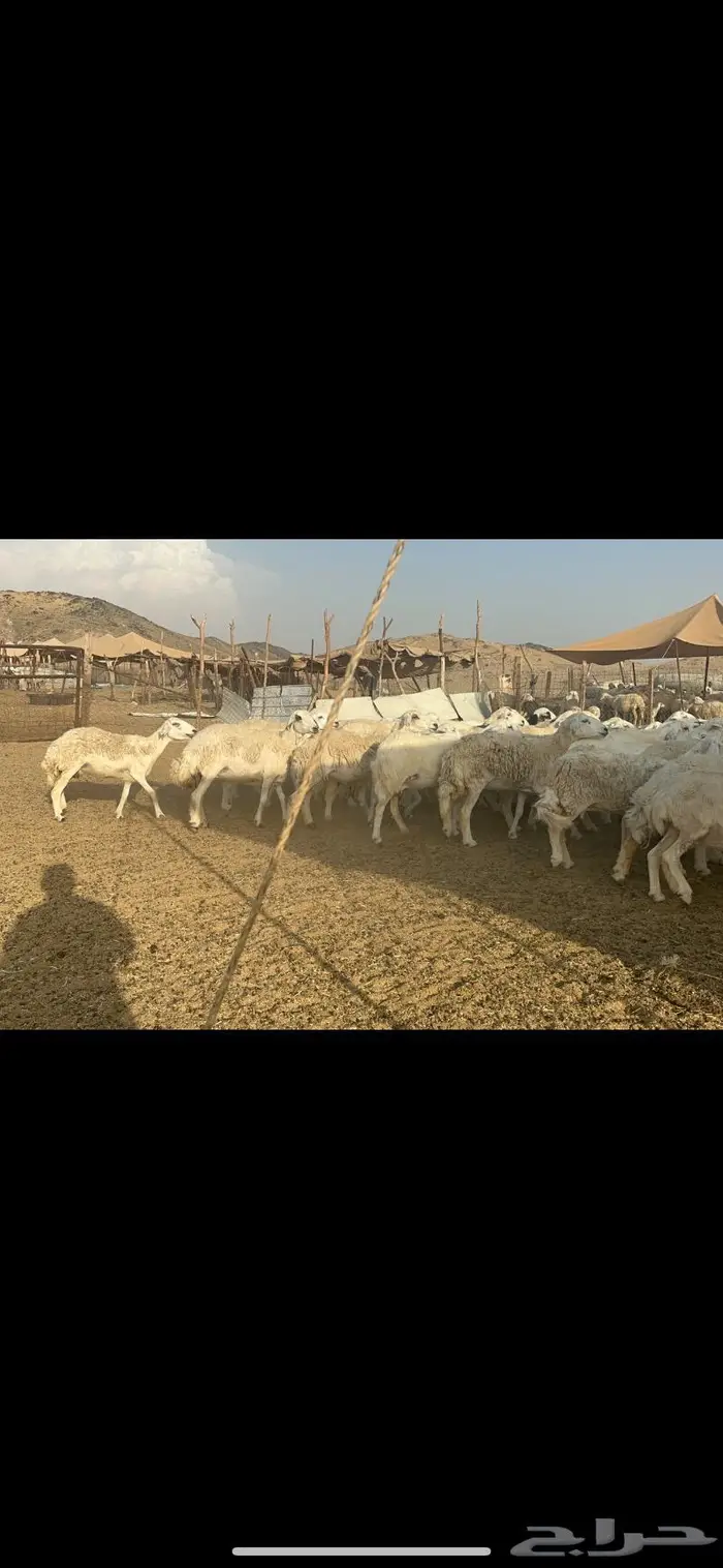 غنم حرش دفيع عددها 55 4