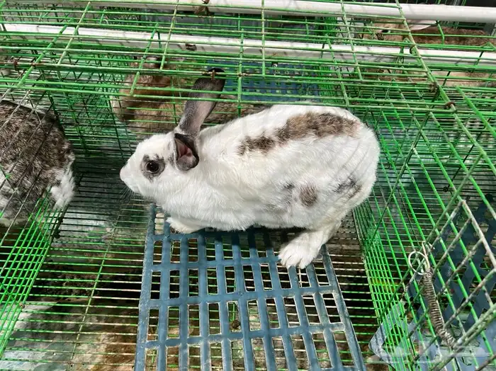 للبيع ارنب 14