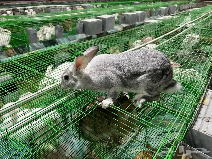 للبيع ارنب 26