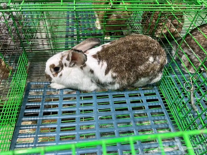 للبيع ارنب 10