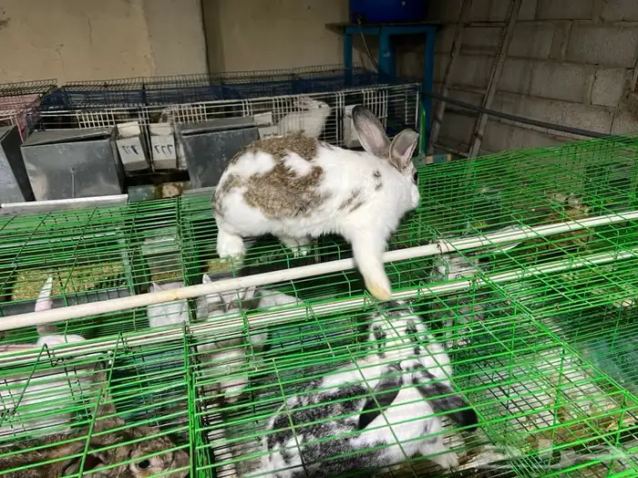 للبيع ارنب 1