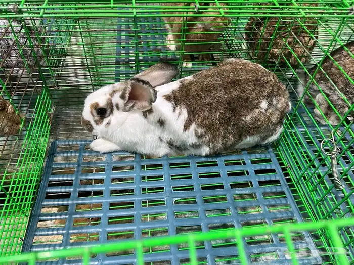 للبيع ارنب 11