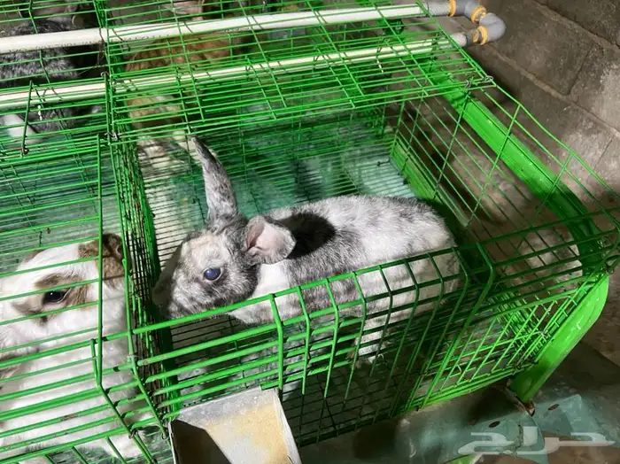 للبيع ارنب 8