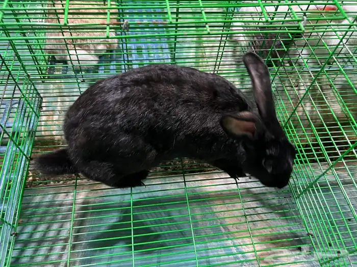 للبيع ارنب 22