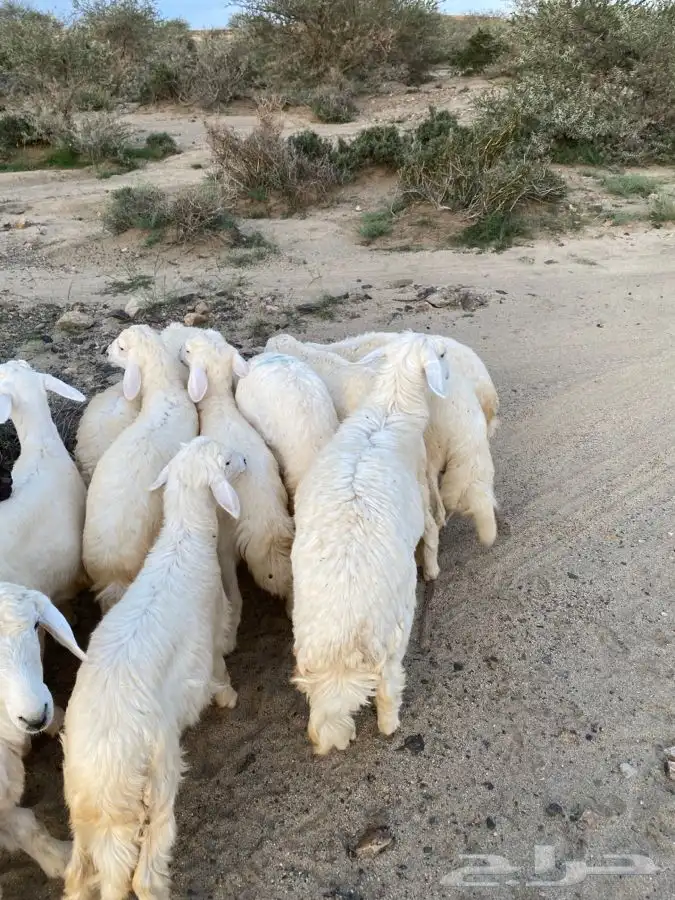 ذبايح معا الذبح والتوصيل 0