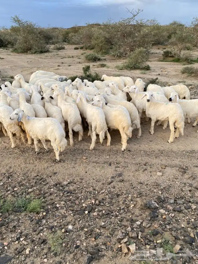 ذبايح معا الذبح والتوصيل 5