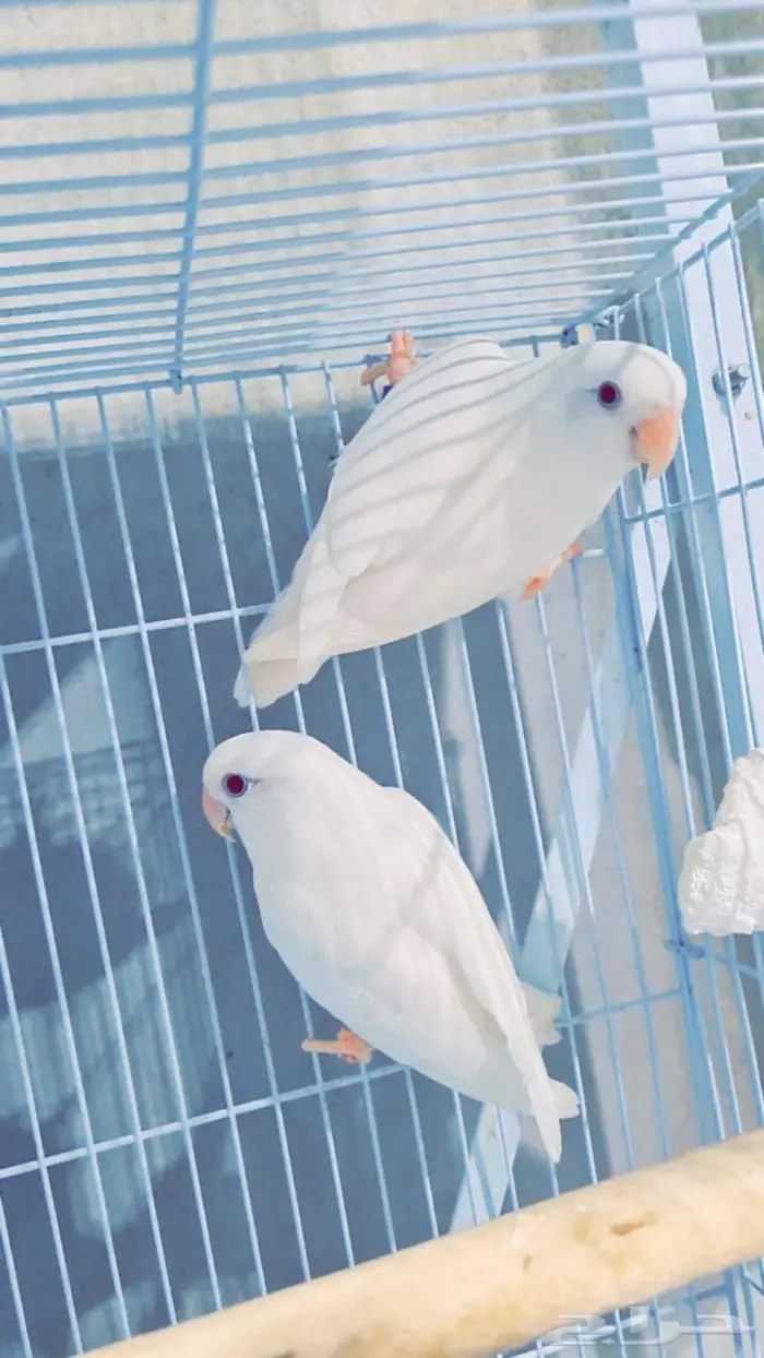 ازواج روز منتجة 0