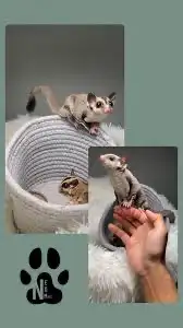 شوقر قلايدر السنجاب الطائر 0