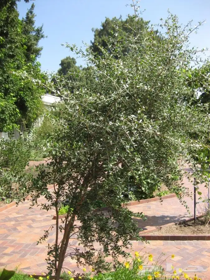 بذور الحناء شجرة الحناء للبيع 2