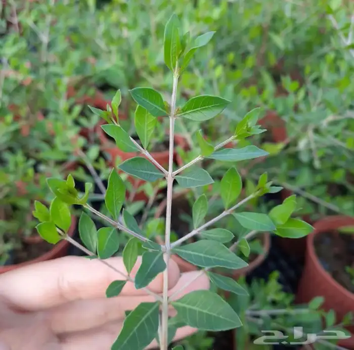 بذور الحناء شجرة الحناء للبيع 4