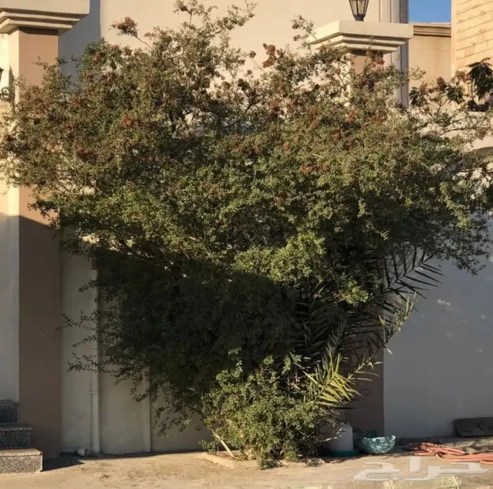 بذور الحناء شجرة الحناء للبيع 6