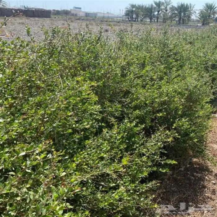 بذور الحناء شجرة الحناء للبيع 3