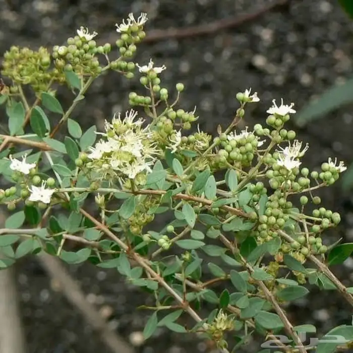 بذور الحناء شجرة الحناء للبيع 1